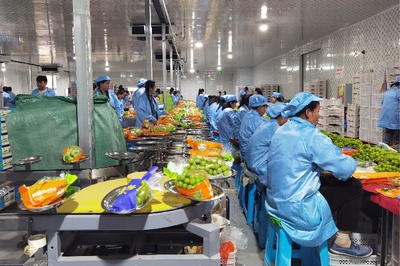 百縣千村系列報道 錢大媽助力小青提打造成大產業，水產養殖共促鄉村振興
