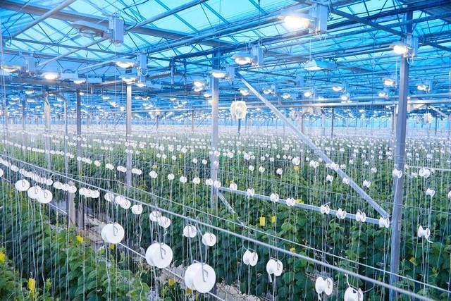 火爆全網的智能溫室大棚，你了解多少？——從種植到水產養殖的農業科技革命