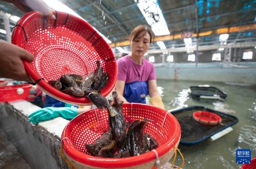 河北黃驊 水產養殖拓寬漁民增收致富渠道